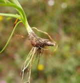 česnek šerý <i>(Allium senescens)</i> / Zásobní orgán/orgán klonálního růstu