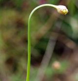 česnek šerý <i>(Allium senescens)</i> / Květ/Květenství