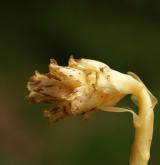 hnilák lysý <i>(Monotropa hypophegea)</i> / Květ/Květenství