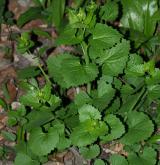 česnáček lékařský <i>(Alliaria petiolata)</i> / Habitus