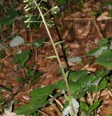 devětsil bílý <i>(Petasites albus)</i> / Habitus