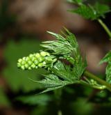 samorostlík klasnatý <i>(Actaea spicata)</i>