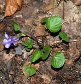 violka lesní <i>(Viola reichenbachiana)</i> / Habitus