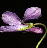 violka lesní <i>(Viola reichenbachiana)</i>