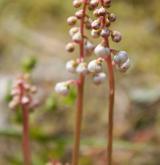 hruštička okrouhlolistá <i>(Pyrola rotundifolia)</i> / Květ/Květenství