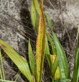 jitrocel nejvyšší <i>(Plantago altissima)</i> / List