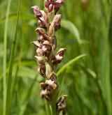 vstavač štěničný <i>(Orchis coriophora)</i> / Květ/Květenství