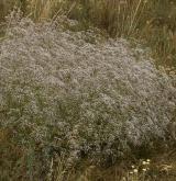 šater latnatý <i>(Gypsophila paniculata)</i>