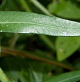 pryšec lesklý <i>(Euphorbia lucida)</i> / List