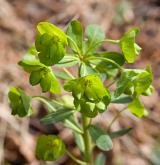 pryšec mandloňovitý <i>(Euphorbia amygdaloides)</i> / Květ/Květenství
