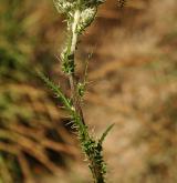 pcháč žlutoostenný <i>(Cirsium brachycephalum)</i> / Květ/Květenství