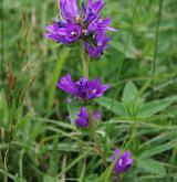 zvonek klubkatý <i>(Campanula glomerata)</i> / Květ/Květenství