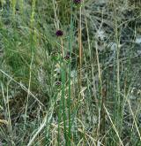 česnek kulatohlavý <i>(Allium sphaerocephalon)</i> / Habitus