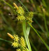 ostřice pozdní <i>(Carex viridula)</i> / Květ/Květenství