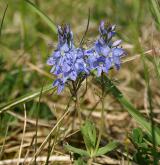 rozrazil rozprostřený <i>(Veronica prostrata)</i> / Habitus