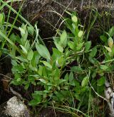vrba dvoubarvá <i>(Salix bicolor)</i> / Habitus