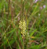 jitrocel přímořský <i>(Plantago maritima)</i>