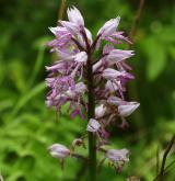 vstavač vojenský <i>(Orchis militaris)</i> / Květ/Květenství