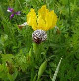 kosatec různobarvý <i>(Iris variegata)</i>