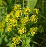 pryšec lesklý <i>(Euphorbia lucida)</i> / Květ/Květenství