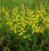 kručinka německá <i>(Genista germanica)</i> / Habitus