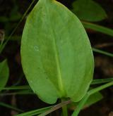 žabník jitrocelový <i>(Alisma plantago-aquatica)</i> / List