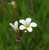 lomikámen zrnatý <i>(Saxifraga granulata)</i> / Květ/Květenství