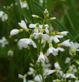 řeřišnice bahenní <i>(Cardamine dentata)</i> / Květ/Květenství