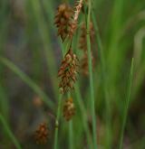 ostřice bažinná <i>(Carex limosa)</i> / Plod