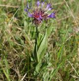 chrpa chlumní <i>(Centaurea triumfettii)</i> / Habitus