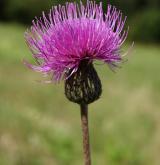 pcháč šedý <i>(Cirsium canum)</i> / Květ/Květenství