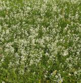 svízel severní <i>(Galium boreale)</i> / Detail porostu