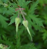 kakost luční <i>(Geranium pratense)</i>