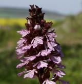 vstavač nachový  <i>(Orchis purpurea)</i> / Květ/Květenství