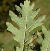 dub pýřitý <i>(Quercus pubescens)</i> / List