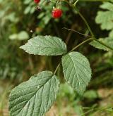 maliník obecný <i>(Rubus idaeus)</i> / List