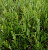 vrba rozmarýnolistá <i>(Salix rosmarinifolia)</i> / Detail porostu