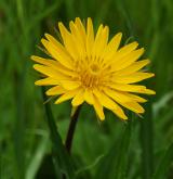 kozí brada východní <i>(Tragopogon orientalis)</i> / Květ/Květenství