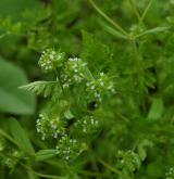 kozlíček polníček <i>(Valerianella locusta)</i> / Habitus