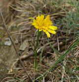 hadí mord rakouský <i>(Scorzonera austriaca)</i> / Habitus