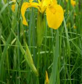 kosatec žlutý <i>(Iris pseudacorus)</i> / Habitus