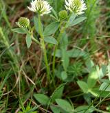 jetel horský <i>(Trifolium montanum)</i> / Habitus