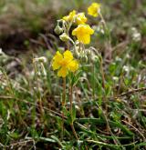 devaterník skalní <i>(Helianthemum rupifragum)</i>