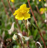 devaterník skalní <i>(Helianthemum rupifragum)</i> / Květ/Květenství