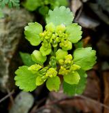 mokrýš střídavolistý <i>(Chrysosplenium alternifolium)</i> / Květ/Květenství