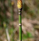 přeslička zimní <i>(Equisetum hyemale)</i> / Květ/Květenství