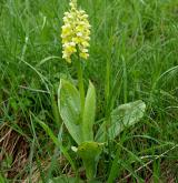 vstavač bledý <i>(Orchis pallens)</i> / Habitus