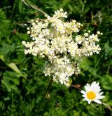 tužebník obecný <i>(Filipendula vulgaris)</i> / Květ/Květenství