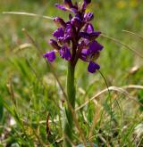 vstavač kukačka <i>(Orchis morio)</i> / Habitus
