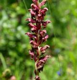 vstavač štěničný <i>(Orchis coriophora)</i> / Květ/Květenství